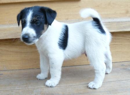 �t�n� foxteri�r hladkosrst�