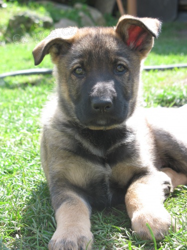 N�meck� ov��k �t��ata s PP - odb�r ihned