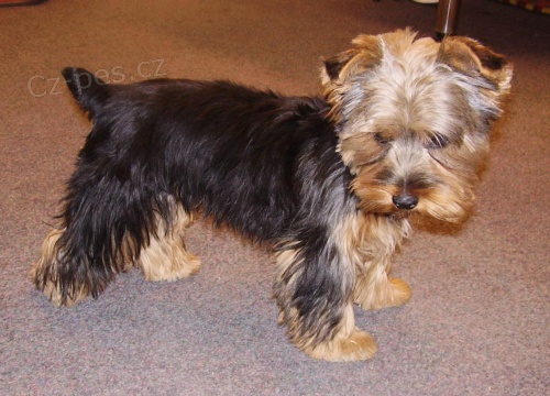 Jork��rsk� teri�r - koup�m fenku