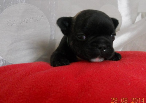 Francouzsk� buldo�ek s PP