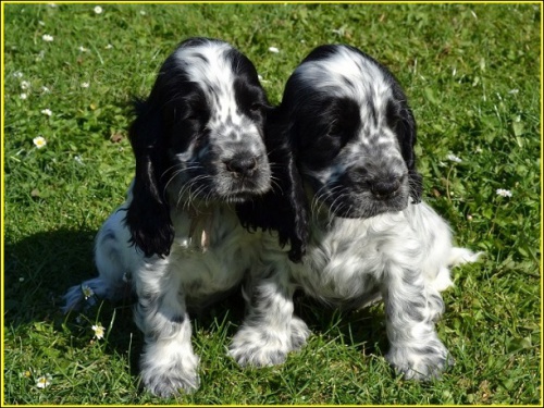 Anglick� kokr�pan�l s PP