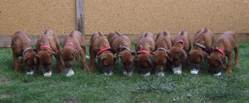 Rhod�sk� ridgeback - �t��ata s PP