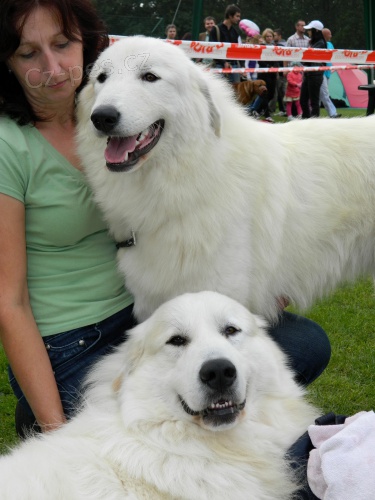 Pyrenejsk� horsk� pes "BELLA"