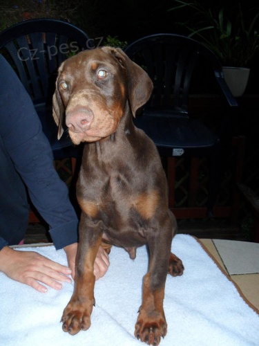  Prod�m posledn� �t�n� dobrmana s PP, zahrani�n� kryt�!