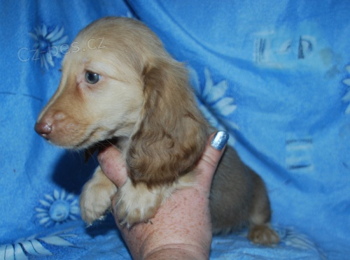 Jezev��k - pejsek