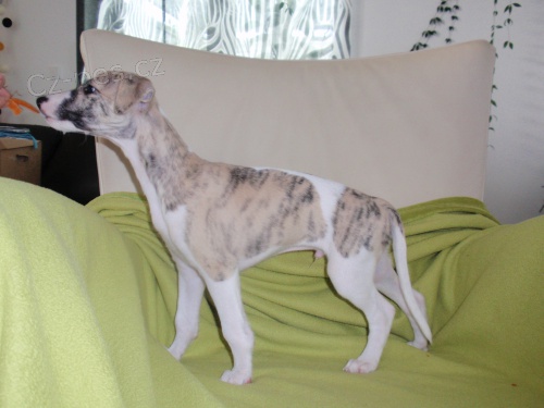 whippet - �t�n� 