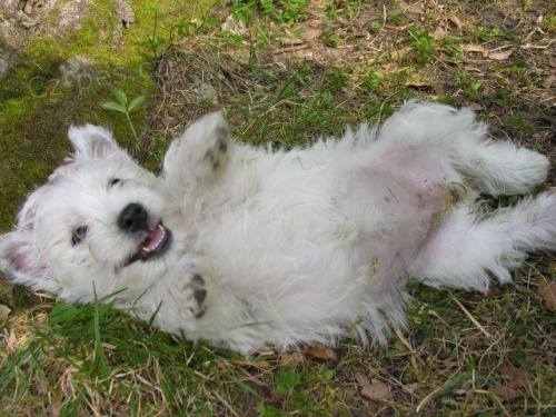  West�ky,  �t���tka  s PP.