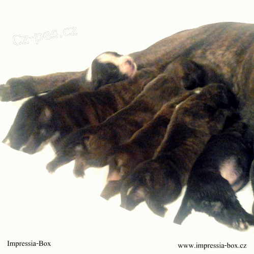 Boxer ��h. �t��. s PP Impressia-Box