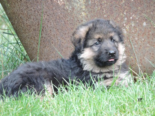 Prod�me �t��ata NO s PP- posledn� voln� pejskov�