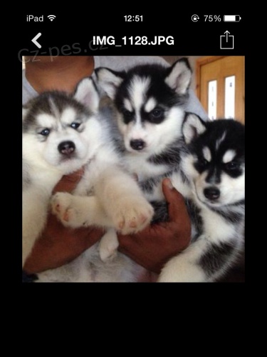 Roztomil� Sibi�sk� husky �t��ata