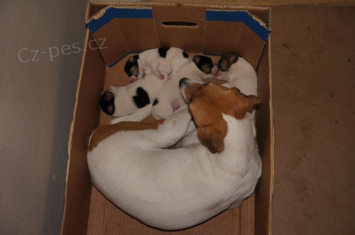 Kr�sn� �t��ata PRT