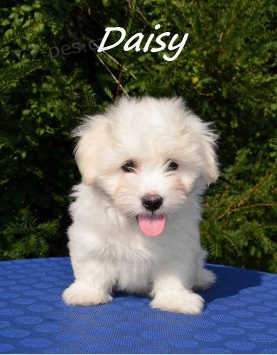 �t�n� Coton de Tulear