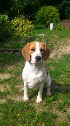 Daruji ro�n� fenku