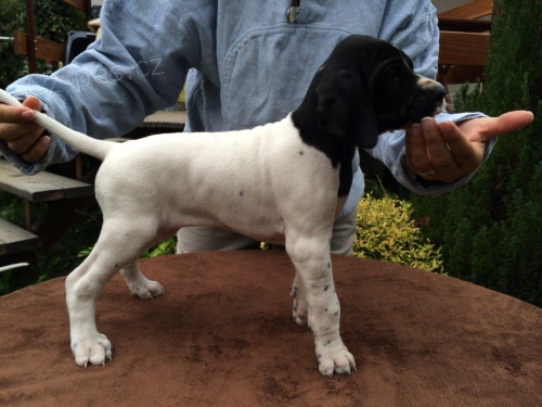 Oha� �t��ata