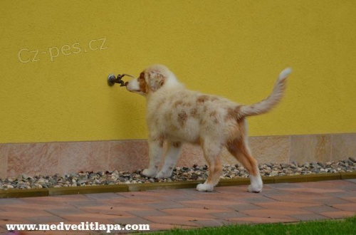 Australsk� ov��k �t�n� s P.P.