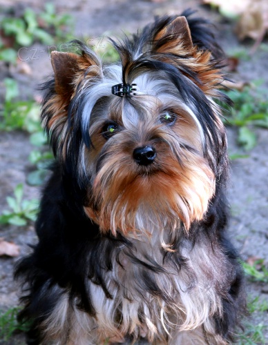 �t��ata jork��rsk�ho teri�ra