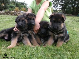 N�meck� ov��k - �t��ata s PP