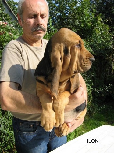 BLOODHOUND �t��ata