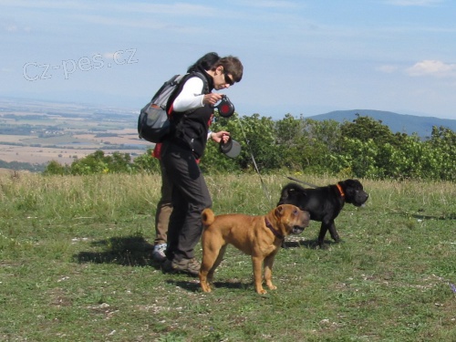 Ven�en� ps� - Brno a bl�zk� okol�