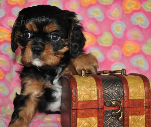 �t���tka kaval�rk� s PP