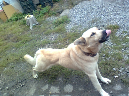 nab�z�m psa kryt�