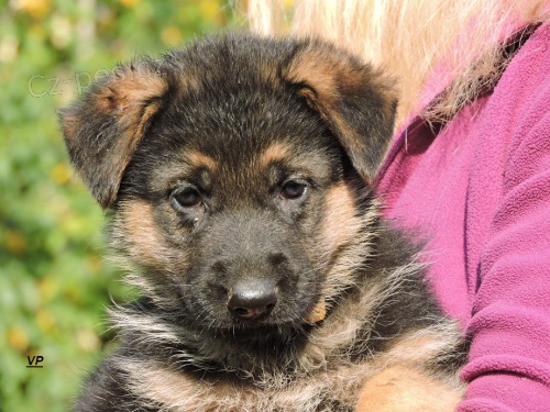 Prod�me �t��ata NO s PP- posledn� voln� pejsek a fene�ka