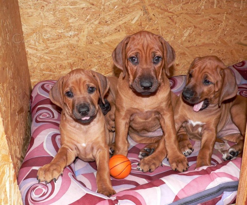 �t���tka Rhod�sk�ho ridgebacka