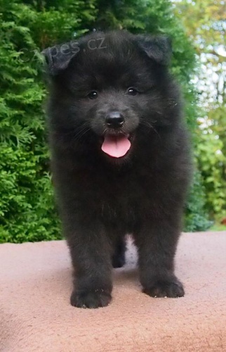 N�meck� �pic velk� �ern� prod�m �t��ata s PP