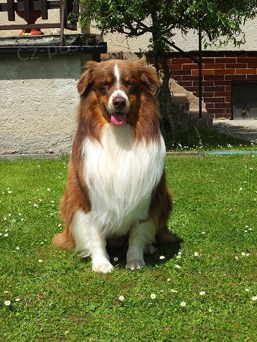 nab�dka kryt� - australsk� ov��k