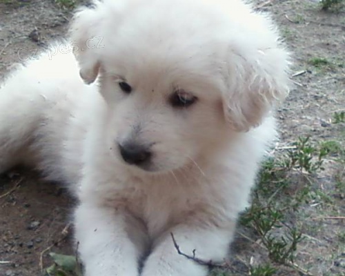 �t��ata Slovensk� �uva� s PP