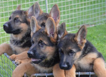 N�meck� ov��k s PP(k odb�ru psi + k zad�n�)