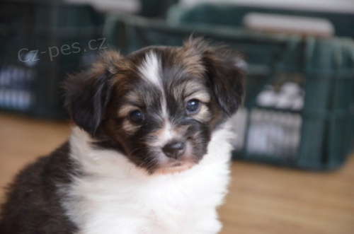 Papillon - �t���tko - kluk