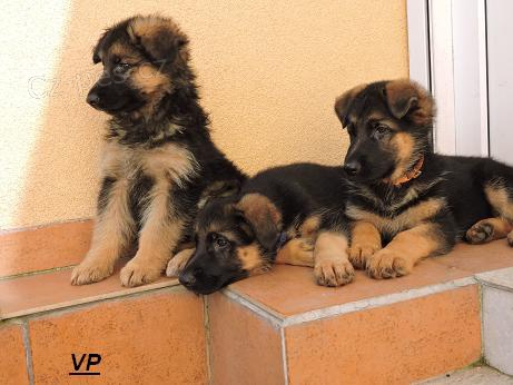 Prod�me fenky NO s PP