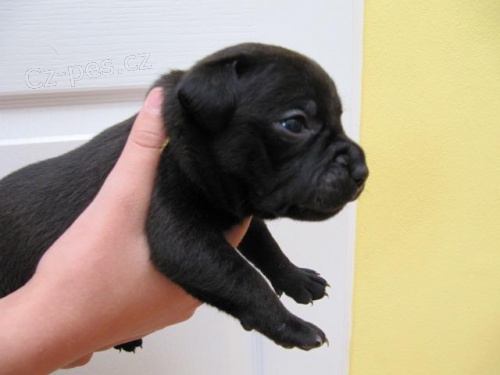 Staford��rsk� bulterier