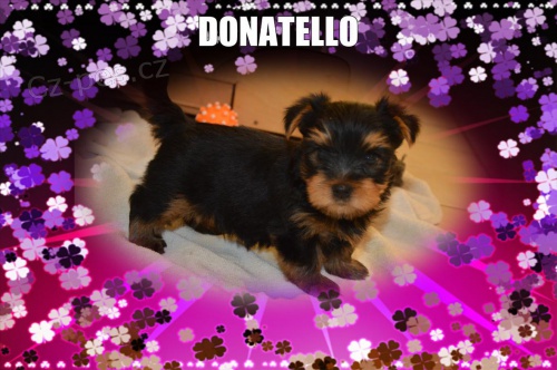 Jork��rsk� terier - �t���tka