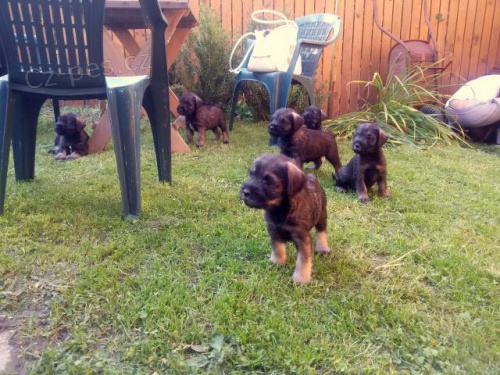 Kn�ra� st�edn� P+S