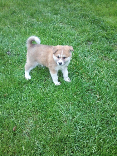 Akita-Inu n�dhern� fene�ka