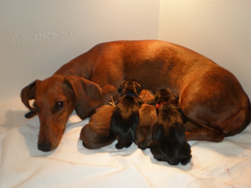 JEZEV��K HLADKOSRST� STANDARD