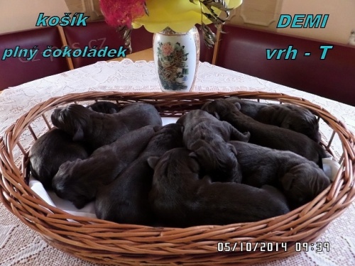 �okol�dov� labrador