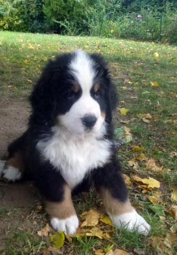 Bernsk� sala�. pes - �t���tka  s PP