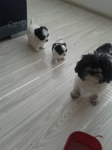 Bolo�sk� barevn� ps�k - nab�dka