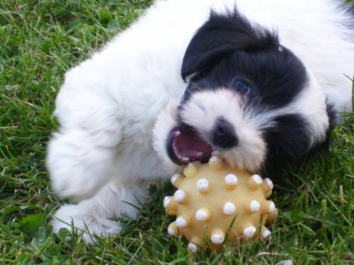 Havansk� ps�k - bi�onek bez PP