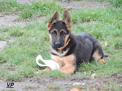 Prod�me fenky NO s PP