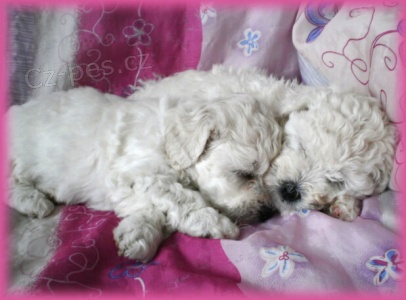 Bi�onek fris� - �t���tka