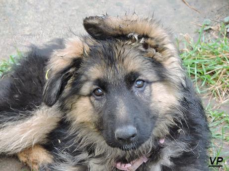 Prod�me fenky NO s PP