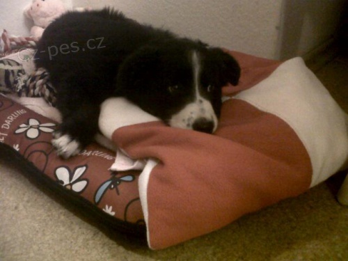 Border kolie s PP-prod�m �t��ata