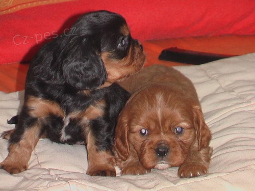 Kaval�r King Charles �pan�l