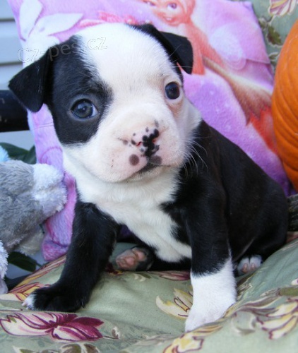 Boston teri�r �tenata  pro prodej