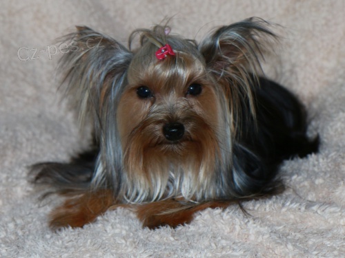 Fenka jork��rsk�ho teri�ra