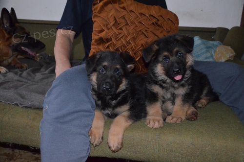 Kr�sn� �t��ata n�m. ov��ka